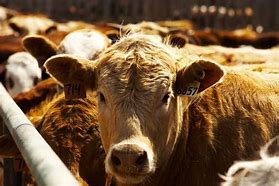 Image result for Beef Cattle Feed