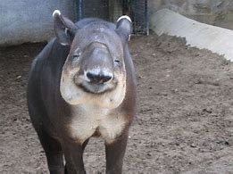Image result for scared tapir picture