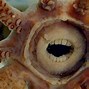 Image result for A Large Ocean Fish with Sharp Teeth