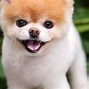 Image result for A Boo Dog