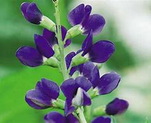 Image result for Baptisia Waynes World