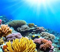 Image result for Underwater Wallpaper Ocean Scenery