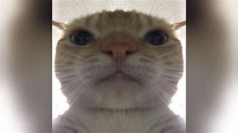 Image result for Angry Cat Stare