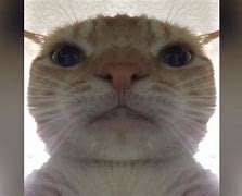 Image result for Cat Staring into Phone Meme