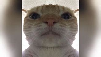 Image result for Ginger Cat Blank Stare Meme