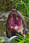 Image result for Otter Teeth