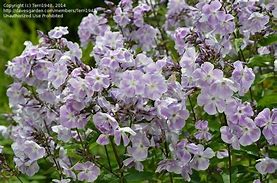 Image result for Phlox Lilac Time (Paniculata-Group)