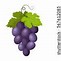 Image result for Grape Vine Drawing