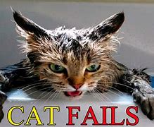 Image result for Cat in Water Meme