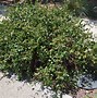 Image result for Lonicera japonica Halliana