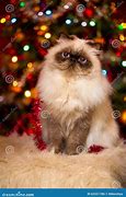 Image result for Christmas Persian Cat