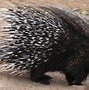 Image result for Porcupine Ears