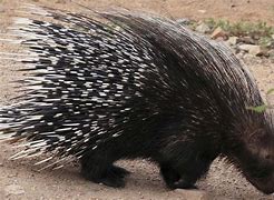 Image result for Porcupine Quilling