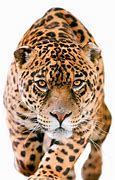 Image result for Jaguar Wallpaper HD iPhone 6