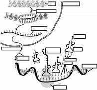 Image result for Protein Synthesis Diagram Blank