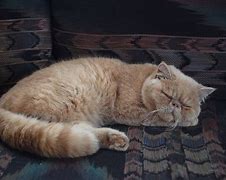 Image result for Persian Cat Funny