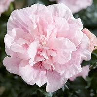 Image result for Hibiscus syriacus Pink Chiffon
