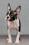 Image result for Boston Terrier Dog