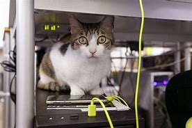 Image result for Office Cat