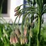 Image result for Nectaroscordum siculum