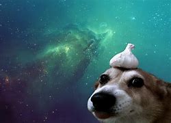 Image result for Garlic Dog