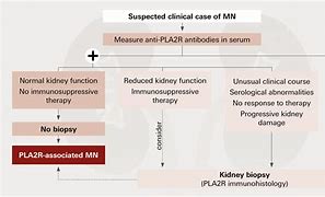 Image result for Membranous Nephropathy Treatment