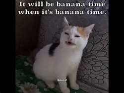 Image result for Banana Time Cat