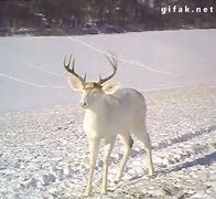 Image result for Deer Shedding