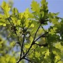 Image result for Quercus robur Compacta