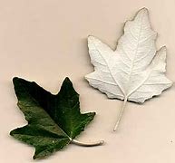 Image result for Maple Leaf Underside Silver Tree