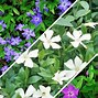 Image result for Vinca minor Blue and Gold