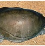 Image result for Cyclanorbis Trionychidae