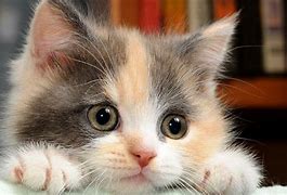 Image result for Free Cat Backgrounds