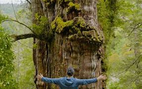 Image result for Tree in Chile 5000 Years Old