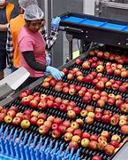 Image result for Apple Packing