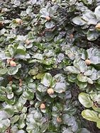 Image result for Fagus sylv. Cockleshell