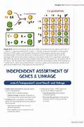 Image result for Independent Assortment and Gene Linkage