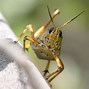 Image result for Grasshopper Insect