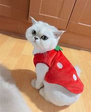 Image result for Strawberry Cat Meme