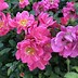 Image result for Oso Easy Roses