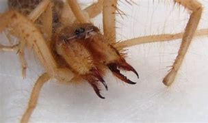 Image result for Camel Spider with Prey