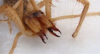 Image result for Camel Spider Venomous