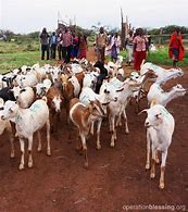 Image result for Kenya Domestic Animals Cows
