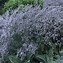 Image result for Limonium latifolium