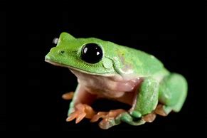 Image result for Endangered Tree Frogs