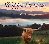 Image result for Happy Friday Cow Funnies