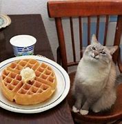 Image result for Waffle Kitten