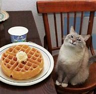 Image result for Cat Smiling Waffle Meme