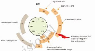 Image result for Human Papillomavirus Stages