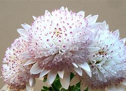 Image result for Chrysanthemum Brennpunkt (Indicum-Group)